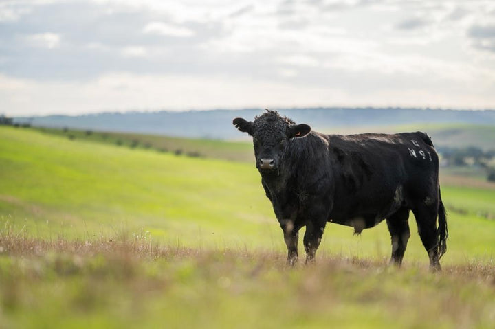 A Wagyu cow stands contentedly in a Japanese pasture