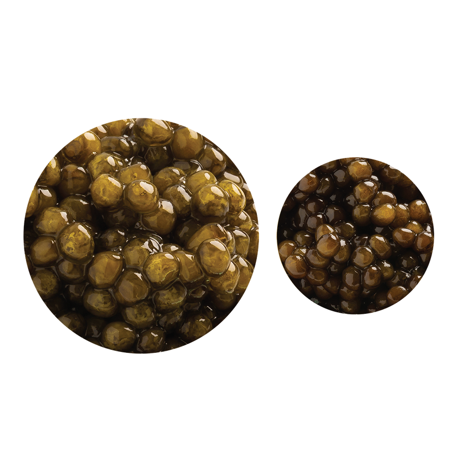 Two close-up circles of Royal Ossetra and Sevruga caviar pearls showing size and color differences on a white background.